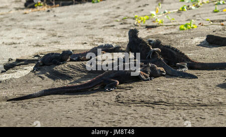 Marine Iguana auf den Galápagos-Inseln Stockfoto