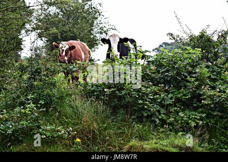 Kuh in einem Feld Stockfoto