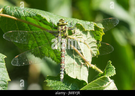 Südlichen Hawker, Aeshna Cyanea, Libelle. reife Erwachsene Frauen, Juli. Sussex. VEREINIGTES KÖNIGREICH. Stockfoto