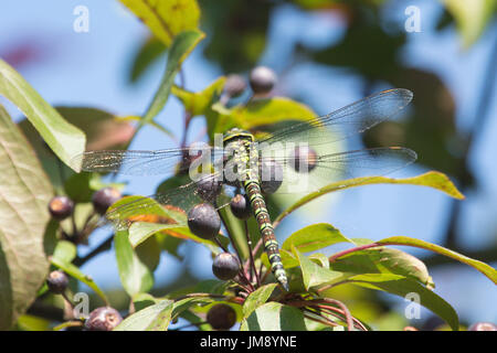 Südlichen Hawker, Aeshna Cyanea, Libelle. reife Erwachsene Frauen, Juli. Sussex. VEREINIGTES KÖNIGREICH. Stockfoto