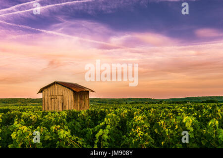 Weinberg bei Sonnenaufgang Stockfoto