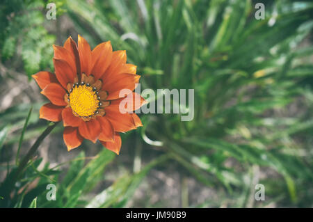 Retro-Stil und Vintage-Effekt Gazanien Blume, Trivialname ist Schatz Blume, Botanischer Name ist Gazanien dicken Kuss orange Flamme. Stockfoto