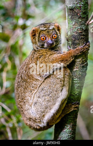 Nahaufnahme von niedlichen gefährdeten wolliges Lemur klammerte sich an Baum im Regenwald, Blick in die Kamera Stockfoto