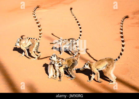 Groupe des Ring tailed Lemuren auf rotem Sand in Berenty Madagaskar Stockfoto