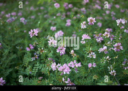 Coronilla varia Stockfoto