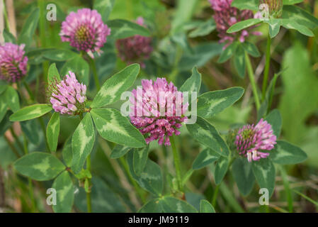 Trifolium pratense Stockfoto