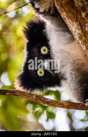 Nahaufnahme Gesicht Schuss von Teddybär wie gefährdete Indri in Baum mit Blättern Stockfoto