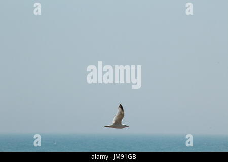 Möwen fliegen über das Meer Stockfoto