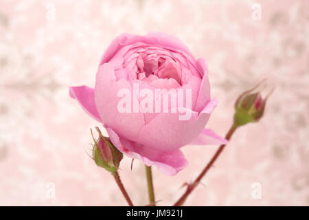 Farbe Fotographie, Nahaufnahme von Rose Geoff Hamilton. Stockfoto