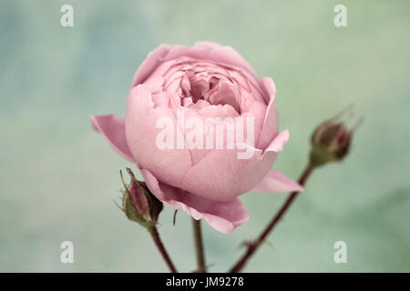 Farbe Fotographie, Nahaufnahme von Rose Geoff Hamilton. Stockfoto