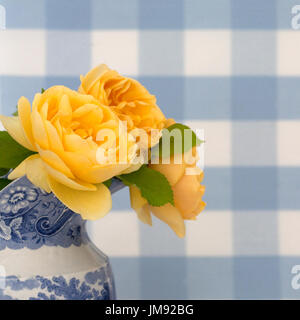 Farbe Fotographie Studie über eine gelbe rose Rosa Graham Thomas Stockfoto