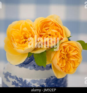 Farbe Fotographie Studie über eine gelbe rose Rosa Graham Thomas Stockfoto