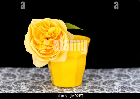 Farbe Fotographie Studie über eine gelbe rose Rosa Graham Thomas Stockfoto