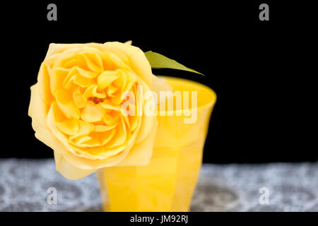 Farbe Fotographie Studie über eine gelbe rose Rosa Graham Thomas Stockfoto