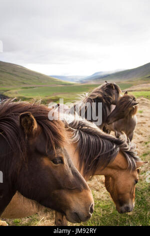 Islandpferde in den Wiesen Stockfoto
