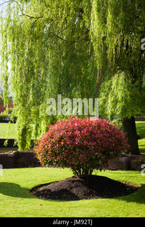 Bunte Muster Photinia im ruhigen Hotelgarten in Hereford UK Stockfoto