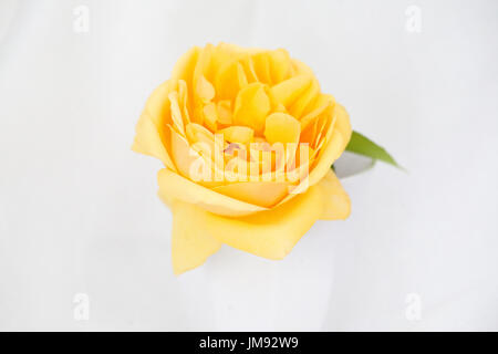 Farbe Fotographie Studie über eine gelbe rose Rosa Graham Thomas Stockfoto
