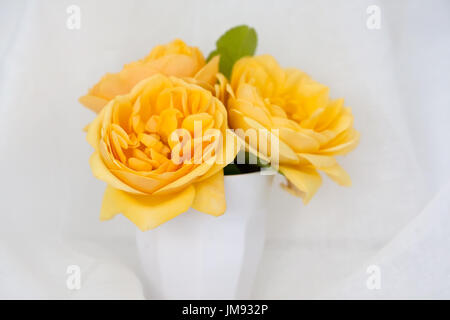 Farbe Fotographie Studie über eine gelbe rose Rosa Graham Thomas Stockfoto