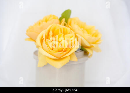 Farbe Fotographie Studie über eine gelbe rose Rosa Graham Thomas Stockfoto