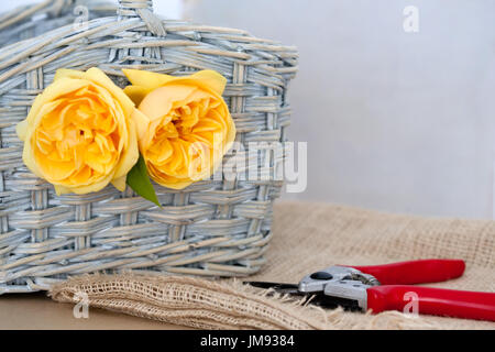 Farbe Fotographie Studie über eine gelbe rose Rosa Graham Thomas Stockfoto
