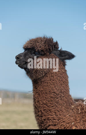 Kopf und Hals der braunen Alpaka. Stockfoto