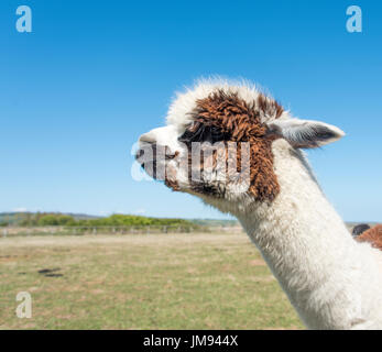 Kopf und Hals eine braune und weiße Alpaka. Stockfoto