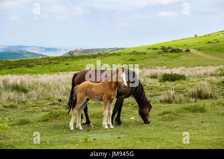 Wilde walisische Berg-Pony-Stute Mutter mit einem Fohlen in den Carneddauer Hügeln des nördlichen Snowdonia National Park. Penmaenmawr Conwy North Wales UK Stockfoto