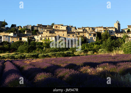 Blick auf Dorf Saignon mit Gebiet der Lavendel in voller Blüte, Alpes-de-Haute-Provence, Provence Alpes Cote d ' Azur, Frankreich, Europa Stockfoto