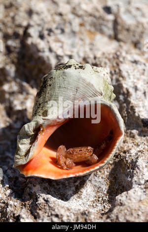 Kleiner Einsiedlerkrebs verbirgt sich in der Schale aus Rapana Sonne Sommertag Stockfoto