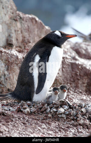 Gentoo Penguin (Pygoscelis Papua) Mutter und ihre zwei neugierige Babys in ihrem nest Stockfoto