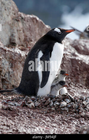 Gentoo Penguin (Pygoscelis Papua) Mutter und ihre zwei neugierige Babys in ihrem nest Stockfoto