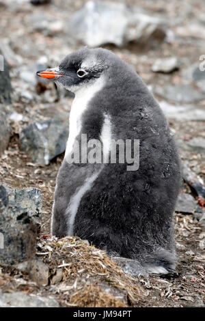 Porträt eines flauschigen Gentoo Penguin (Pygoscelis Papua) Babys am Strand, sich erholend und Passanten betrachten Stockfoto