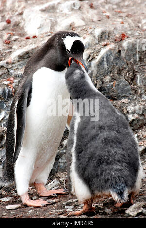 Gentoo Penguin (Pygoscelis Papua) Mutter füttert ihr baby Stockfoto
