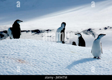 Kinnriemen Pinguine (Pygoscelis Antarcticus) auf Eisberg Stockfoto