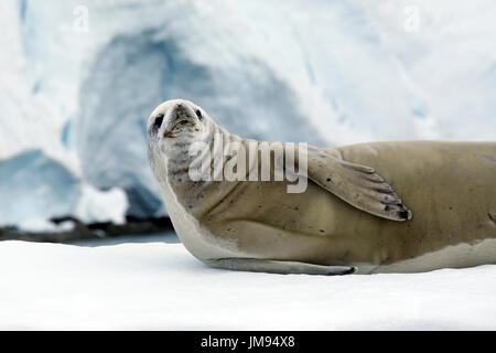 Krabbenfresserrobbe Dichtung (Lobodon Carcinophaga) liegen auf Eisschollen beobachten uns als unser Tierkreis vergingen Stockfoto