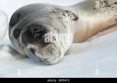 Leopard Seal (Hydrurga leptonyx) liegt auf dem Meereis und hat eine erholsame Zeit Stockfoto