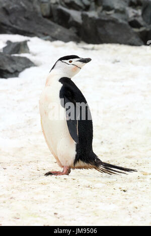 Porträt eines Pinguins Zügelpinguinen (Pygoscelis Antarcticus) im Rückblick Stockfoto