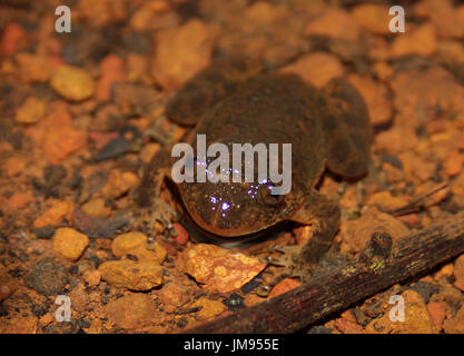 Humayun ist faltig Frosch: eine endemisch in Western Ghats Stockfoto