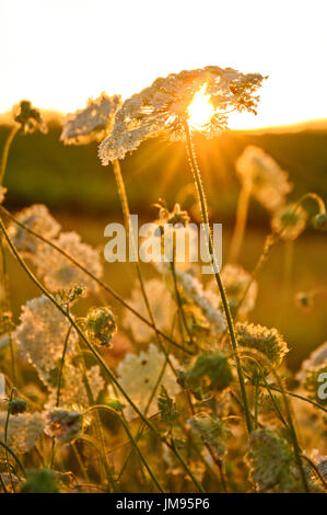 Queen Anne's Lace in Golden Sunset Stockfoto