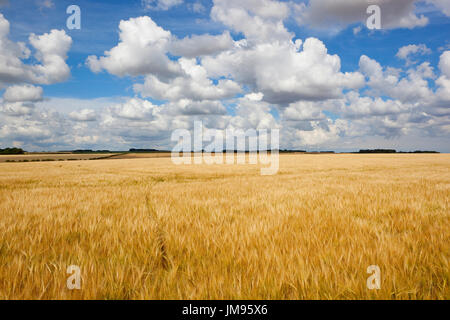 eine goldene Gerstenfeld in der Yorkshire Wolds in der Nähe von Erntezeit mit Hecken und Wald unter einer blauen Sommerhimmel mit flauschigen weißen Wolken Stockfoto