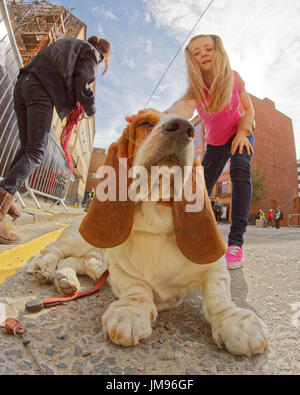 Merchant City Festival Szenen Basset Hound, Hush Puppy.bloodhound Typ Hund und Besitzer auf Leine kleine Mädchen Petting Hund Haare spiegeln Hunde Ohren Stockfoto