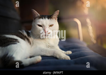 Entspannung in dem Abendlicht süße Katze Stockfoto