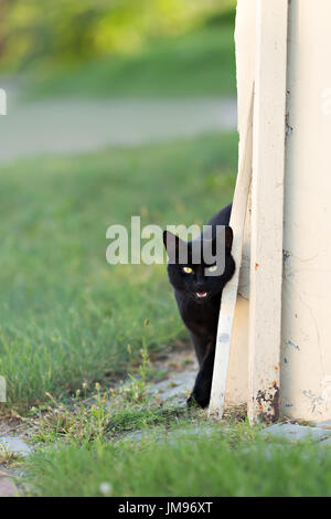 schwarze Katze hinter der Ecke des Gebäudes, Textfreiraum Stockfoto