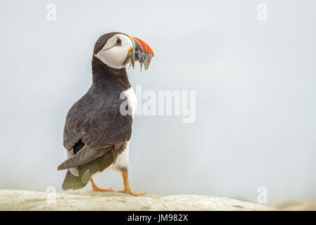 Papageitaucher auf die Farne Islands steht auf einer Klippe mit Blick auf das Meer mit Fisch im Schnabel Stockfoto