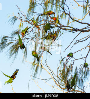 Lorikeets schwärmen von Baum zu Baum am Cape Byron Bay, New South Wales, Australien. Stockfoto