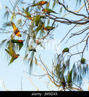 Lorikeets schwärmen von Baum zu Baum am Cape Byron Bay, New South Wales, Australien. Stockfoto