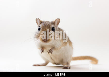 Flauschige niedlichen Nager - Rennmaus auf neutralem Hintergrund. Sehr schöne und Hand Haustier. Stockfoto