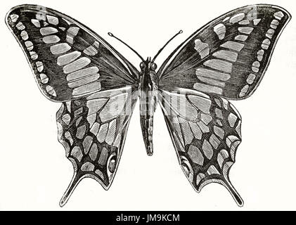 Alte Darstellung der alten Welt Schwalbenschwanz (Papilio Machaon). Von unbekannter Autor veröffentlicht am Magasin Pittoresque, Paris, 1837 Stockfoto