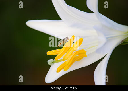 Fliegen Sie mit weißen Lilium Stockfoto