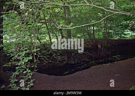 Zufallsbilder der Natur im Wald Stockfoto